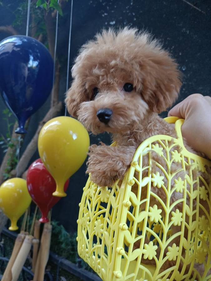 Apricot (Açık Kayısı) Toy Poodle