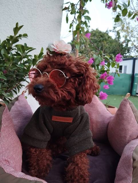 Dark Red Brown (Koyu Kızıl Kahve) Toy Poodle