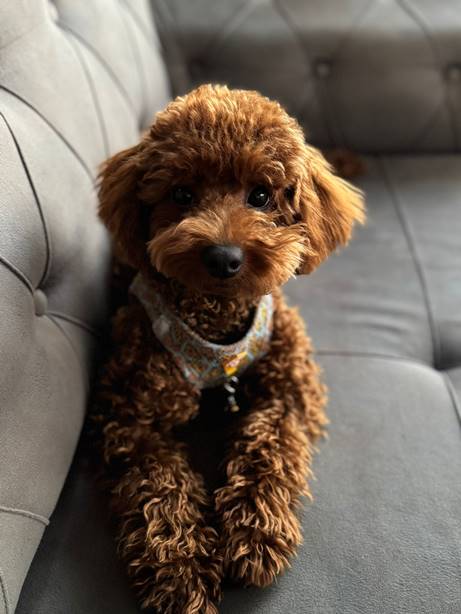 Red Brown (Kızıl Kahve) Toy Poodle