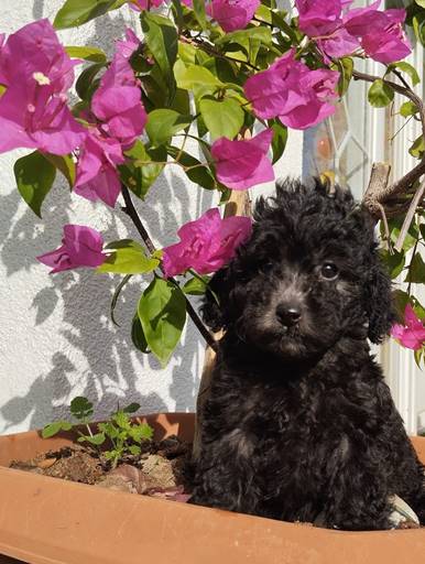 Siyah (Black) Toy Poodle