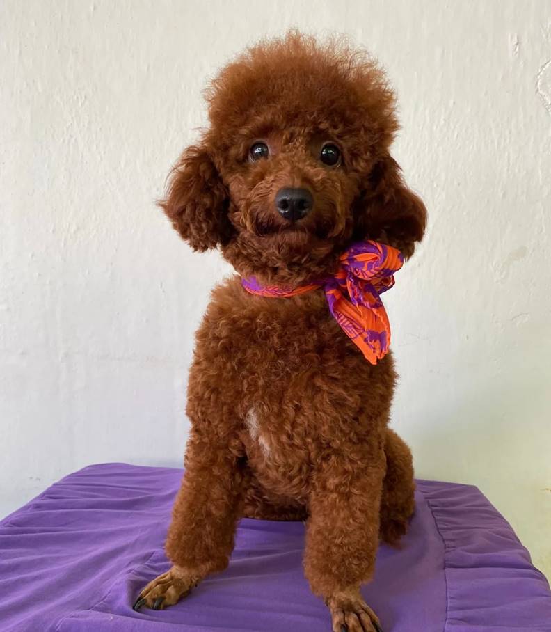 Toy Poodle Hangi Sıklıkla Taranmalı? Ne Zaman Tıraş Olabilir?