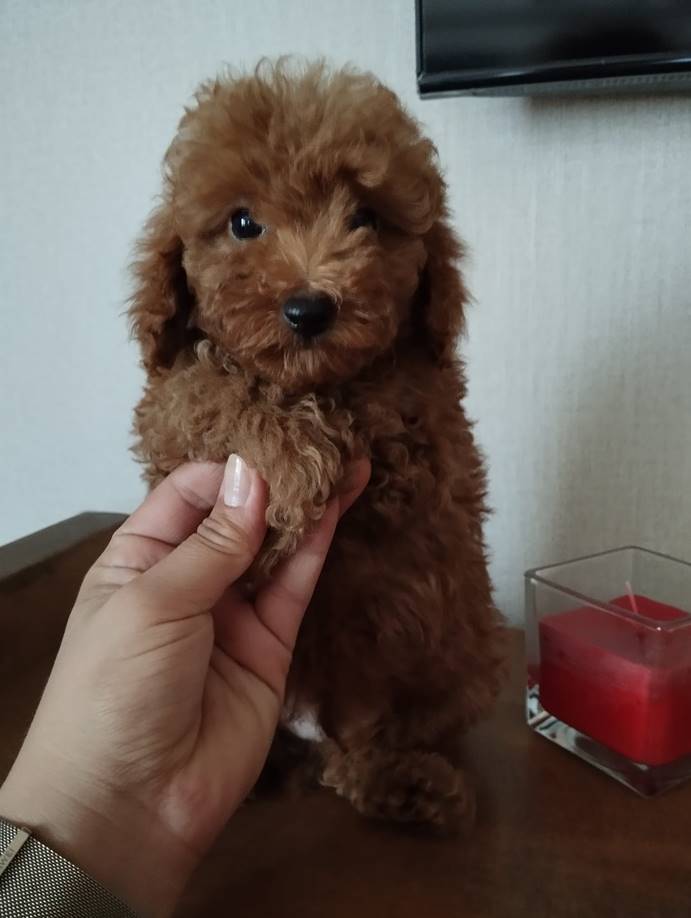 Toy Poodle Yavru Çipi Ne Zaman Takılmalıdır?