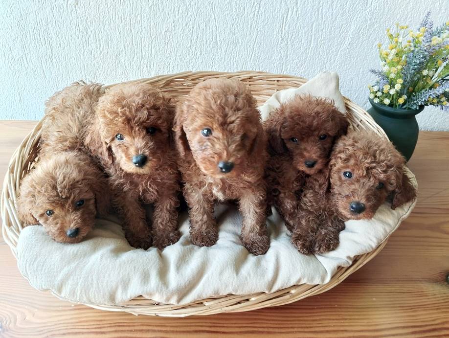 Toy Poodle Yavru Bakımı