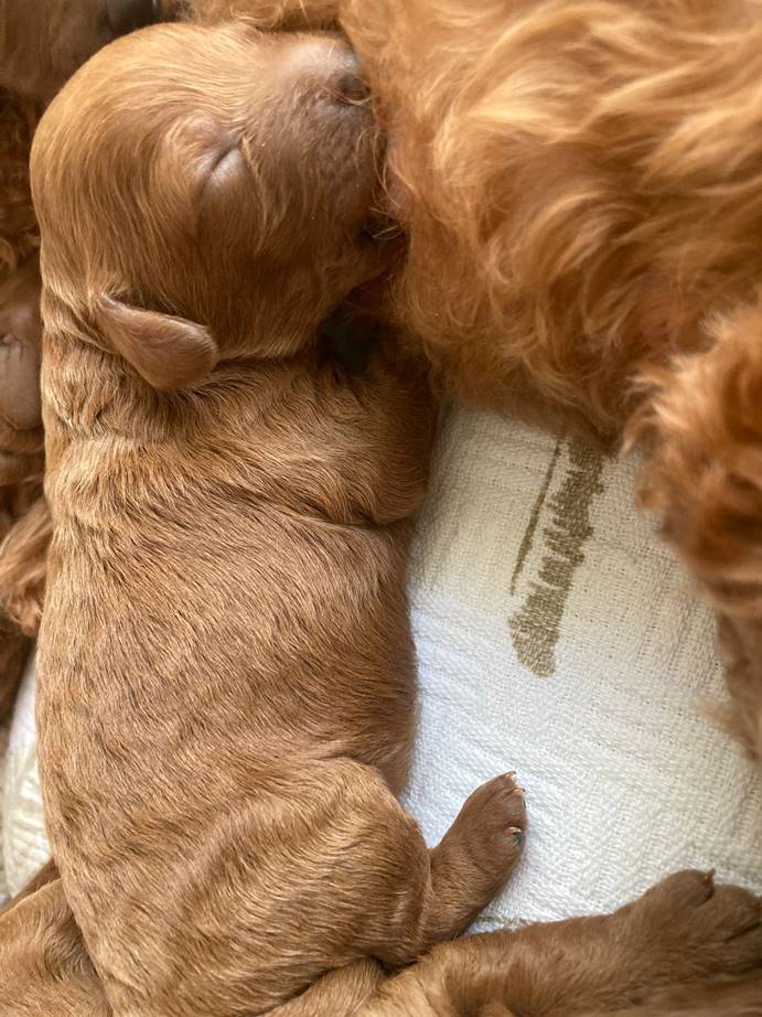 Toy Poodle Yavru Bakımı Rehberi