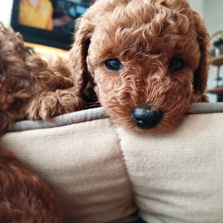 Toy Poodle Ödül Maması Kullanımı