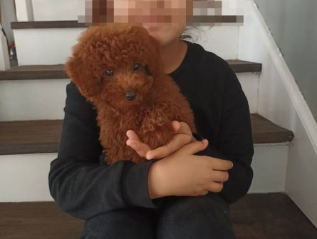 İzmir Toy Poodle Yavrular