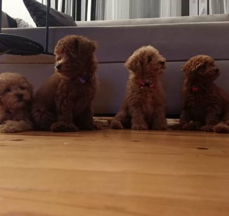 Toy Poodle Satış Hizmeti