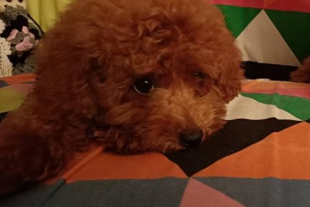 Toy Poodle Irkı